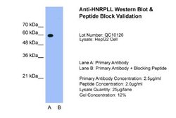 HNRPLL Rabbit anti-Human, Polyclonal, Novus Biologicals 0.1 mL | Buy Online | Novus Biologicals | Fisher Scientific